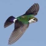 Sample 1 – Violet green swallow