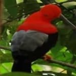 Sample 3 – Cock of the rock