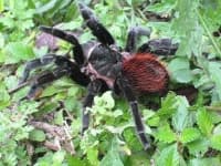 Sample 2 – Tarantula