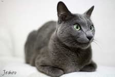 Sample 4 – Russian blue