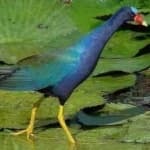 Sample 2 – Purple gallinule