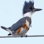 Sample 2 – Belted kingfisher