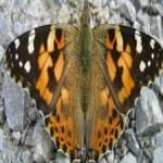Sample 8 – Painted butterfly