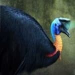 Sample 3 – Cassowary