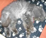 Sample 3 – Persian cat