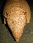 Sample 4 – Armadillo