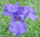 Sample 1 – Bearded iris