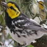 Sample 4 – Golden cheeked warbler