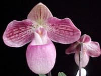 Sample 6 – Hard leaved pocket orchid