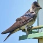 Sample 6 – Purple martin