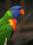 Sample 2 – Lorikeet