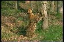Sample 1 – Leopards