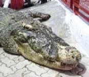 Sample 3 – Crocodile head