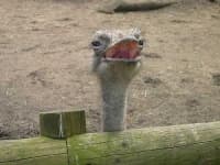 Sample 2 – Ostrich