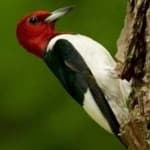 Sample 3 – Red headed woodpecker