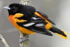 Sample 1 – Oriole