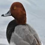 Sample 1 – Red headed duck