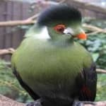 Sample 2 – White cheeked turaco