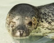 Sample 3 – Harbor seal