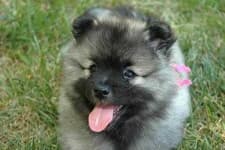 Sample of Keeshond