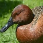 Sample 1 – Cinnamon teal