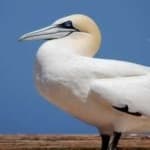 Sample 3 – Northern gannet
