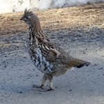 Sample 5 – Ruffed grouse