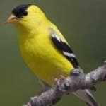 Sample 2 – American goldfinch