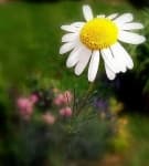 Sample 3 – Daisy