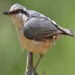 Sample 4 – Crested nuthatch