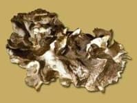 Sample 4 – Hen of the woods