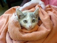 Sample 5 – Cat