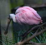 Sample 6 – Spoonbill