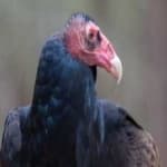 Sample 6 – Turkey vulture