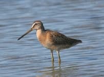 Sample 5 – Dowitcher