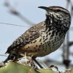 Sample 4 – Cactus wren