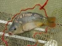 Sample 1 – Tench