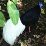 Sample 2 – Bulwers pheasant