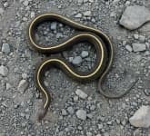 Sample 3 – Garter snake