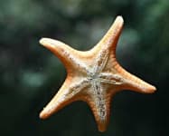 Sample 6 – Starfish