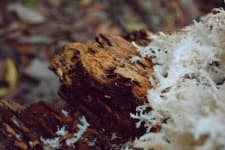 Sample 6 – Coral fungus