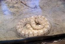 Sample 2 – Horned viper