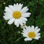 Sample 1 – Oxeye daisy