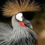 Sample 5 – African crowned crane