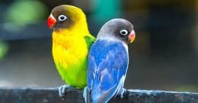 Sample 3 – Lovebird