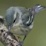 Sample 3 – Cerulean warbler