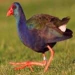 Sample 4 – Purple swamphen