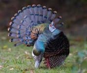 Sample 4 – Turkey