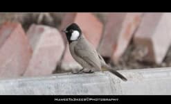 Sample 1 – Bulbul