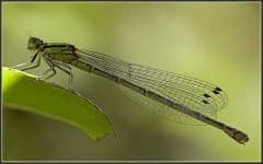 Sample of Dragonfly